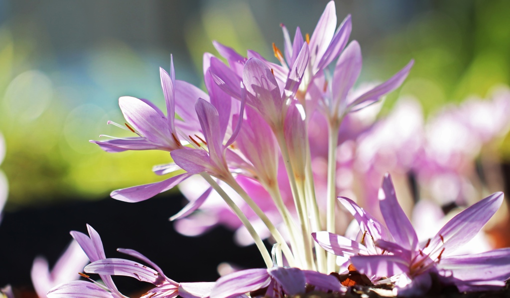 Сиреневые нежные весенние цветы крокусы крупным планом