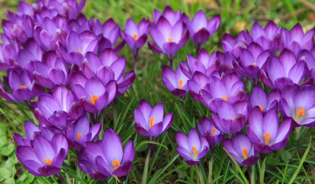 Сиреневые нежные весенние цветы крокусы