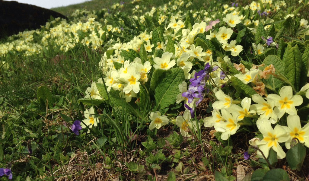 Маленькие первоцветы желтые цветы примулы
