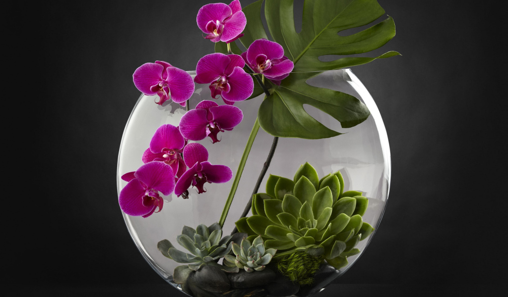 Живой аквариум с цветами орхидеи на сером фоне