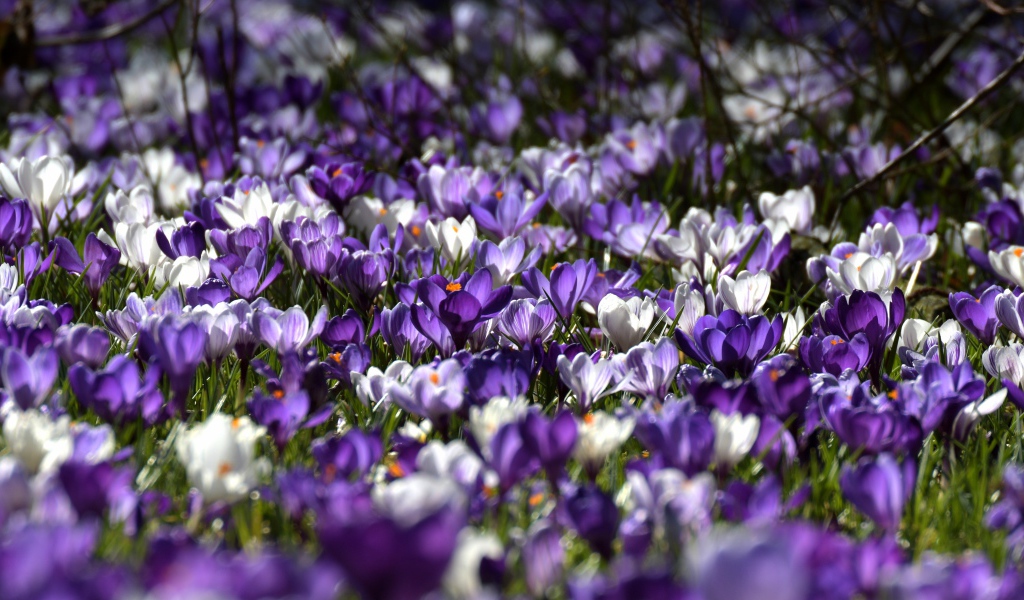 Много красивых разноцветных крокусов