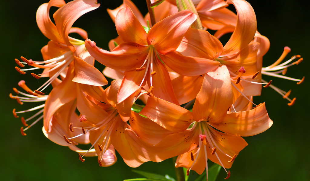 Много красивых оранжевых лилий в лучах солнца