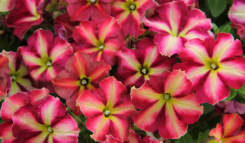 Много красивых розовых цветов петунии 