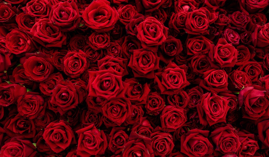 Много красивых красных роз крупным планом