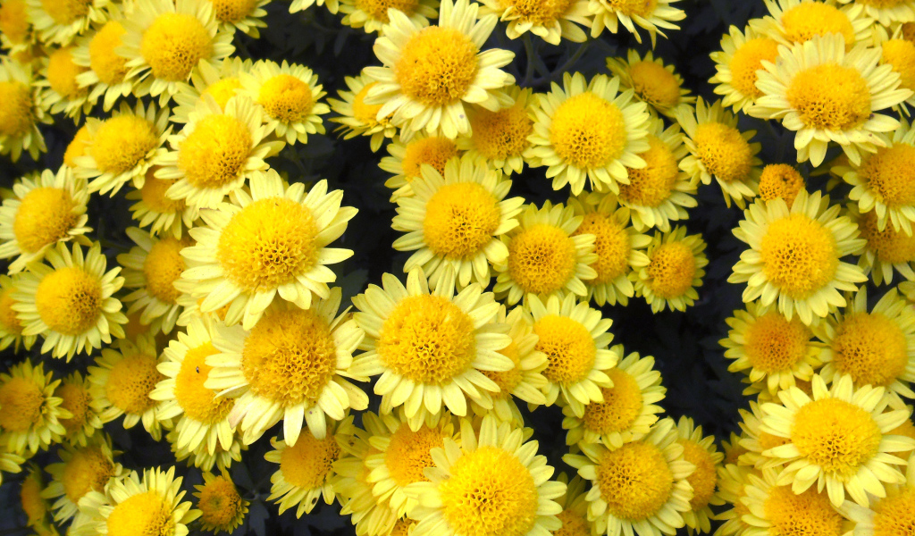 Много красивых желтых хризантем крупным планом