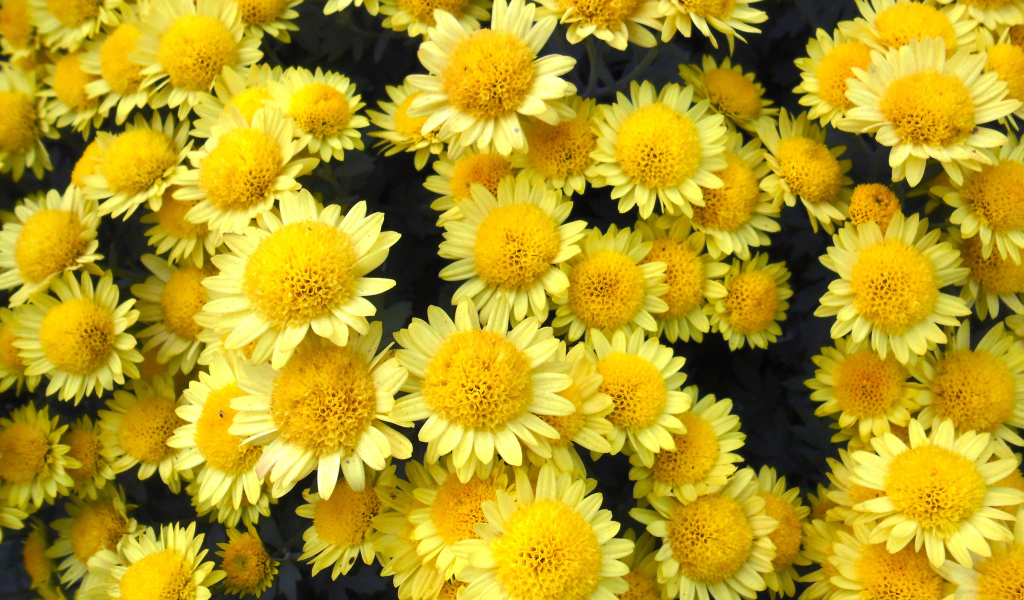 Много красивых желтых хризантем крупным планом