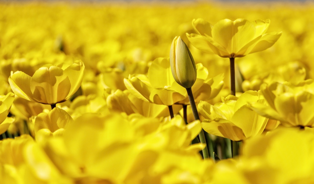 Много красивых желтых тюльпанов крупным планом