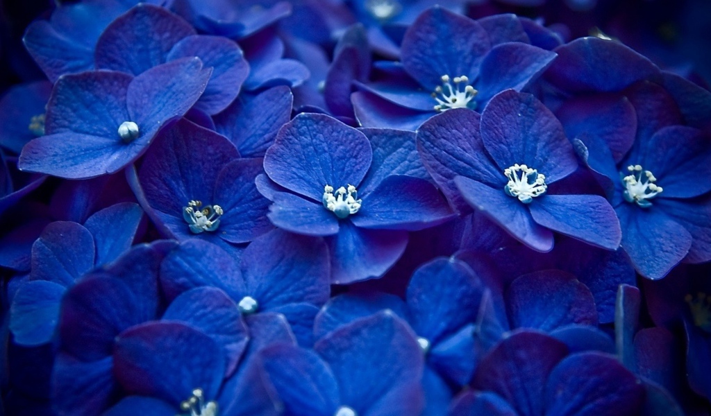 Много синих цветов гортензии крупным планом