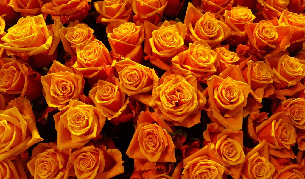 Много оранжевых роз крупным планом