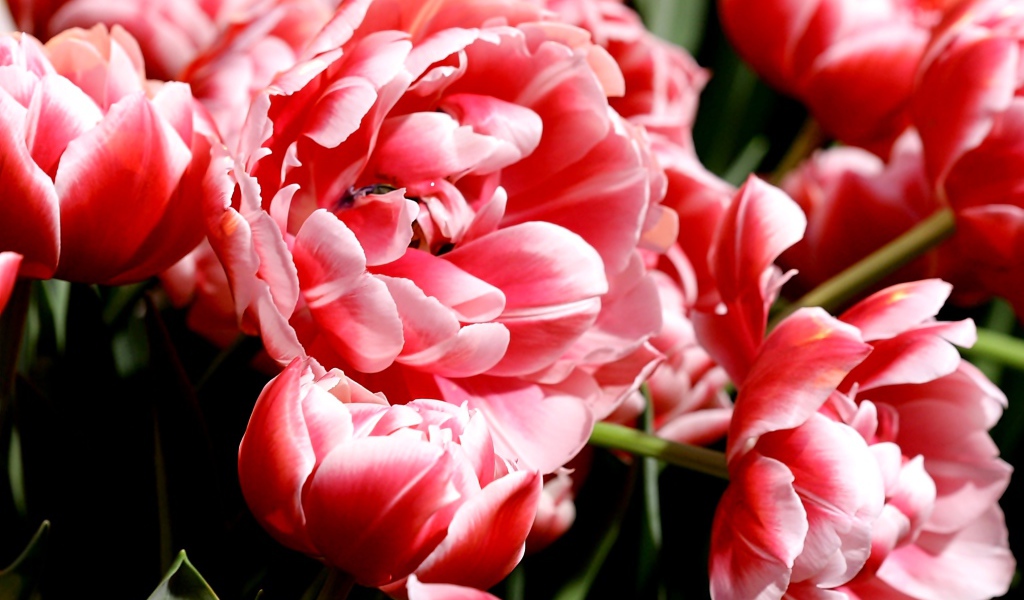 Много розово-белых тюльпанов крупным планом