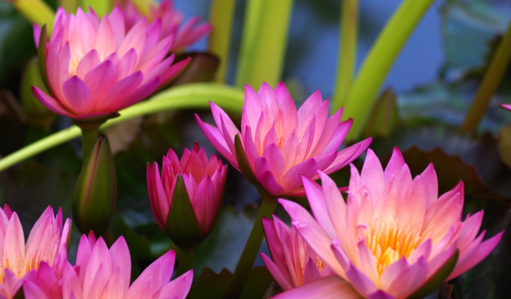 Много розовых цветов лотоса крупным планом