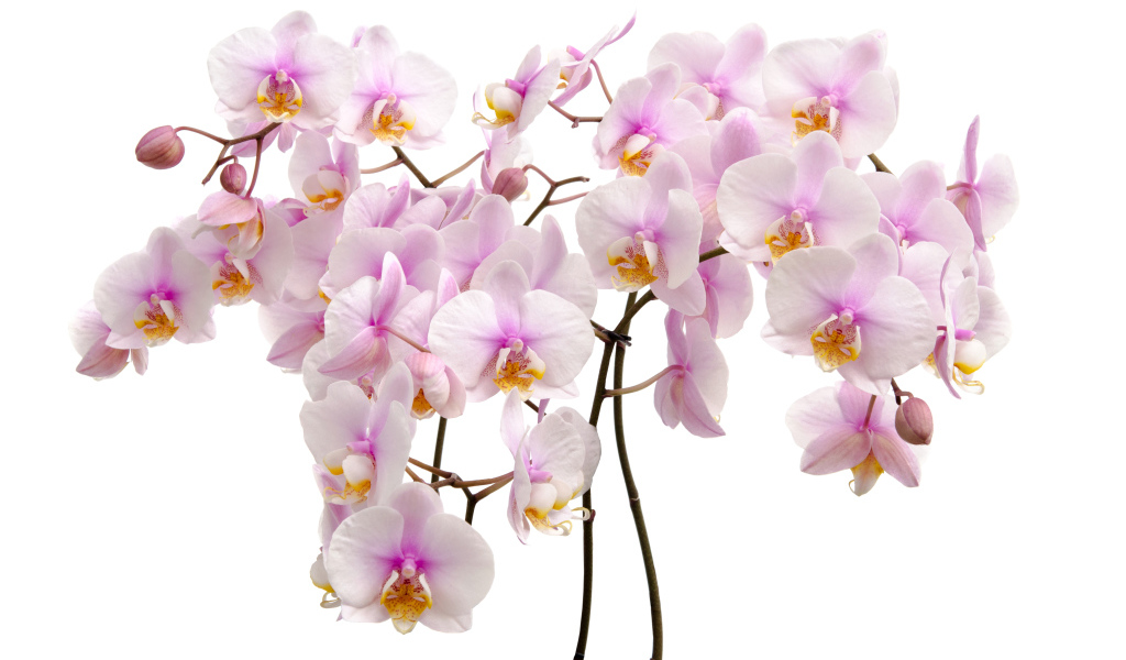 Много розовых цветов орхидеи на белом фоне крупным планом