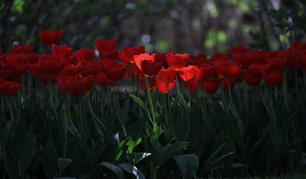 Много красных тюльпанов в  тени 