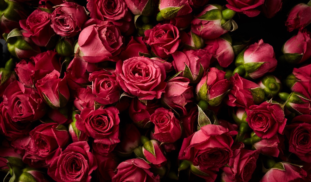 Много сорванных красных роз в каплях росы