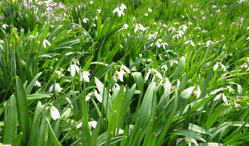 Много белых подснежников с зелеными листьями
