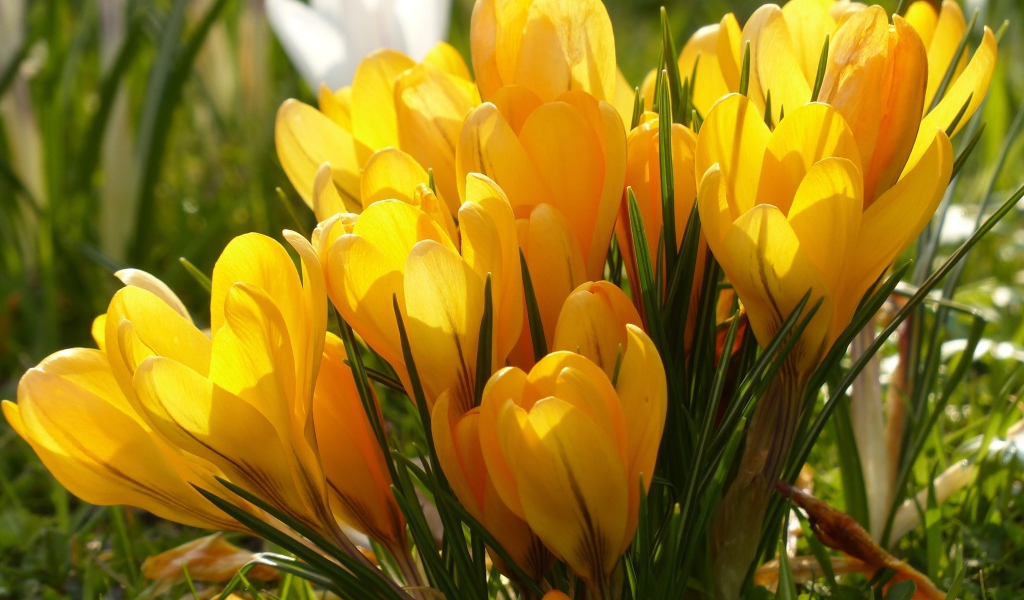 Много желтых весенних цветов крокусов