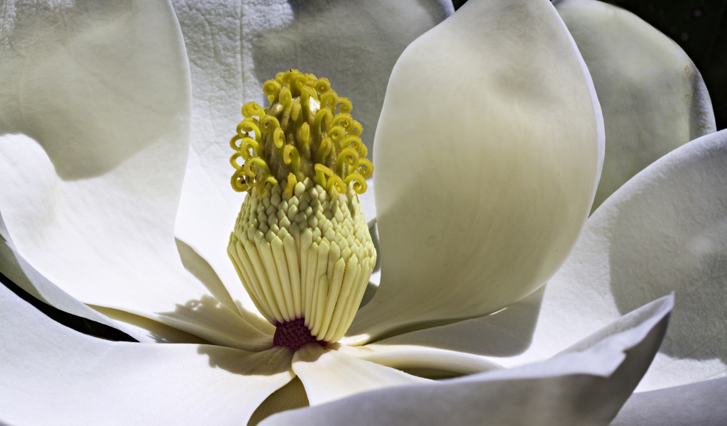 Середина белого цветка магнолии крупным планом