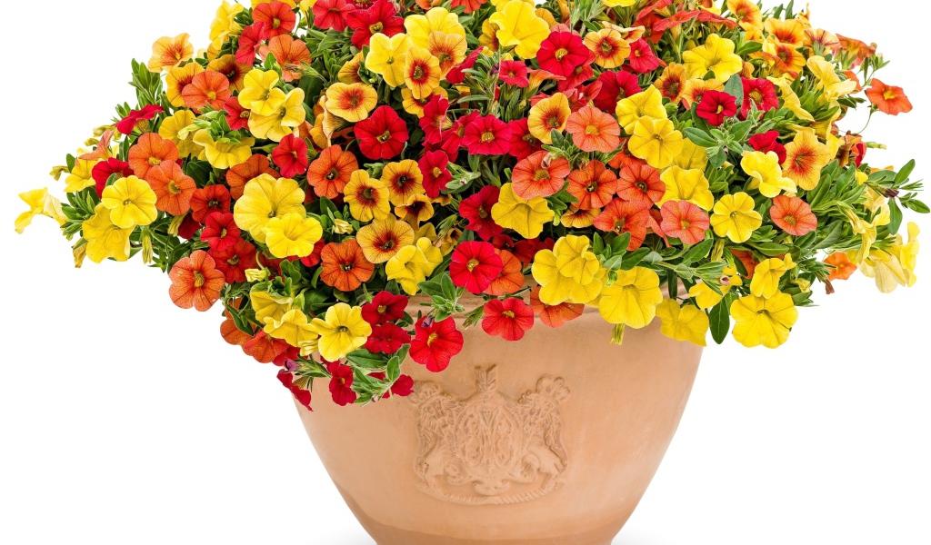 Разноцветные цветы петунии в горшке на белом фоне