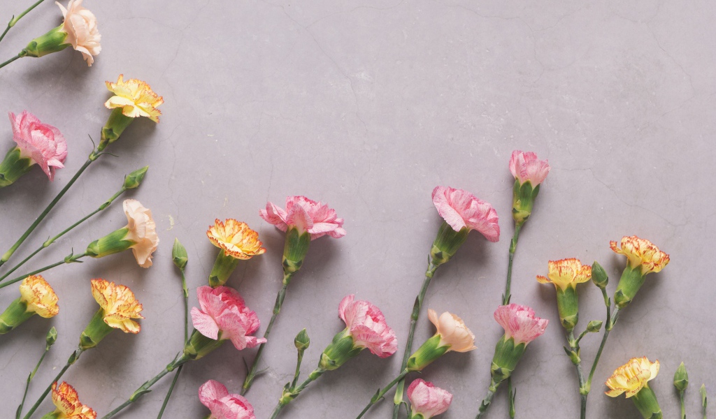 Разноцветные гвоздики на сером фоне