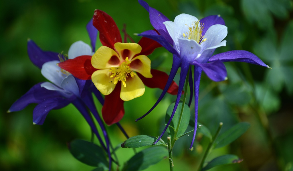 Разноцветные цветы водосбора на клумбе