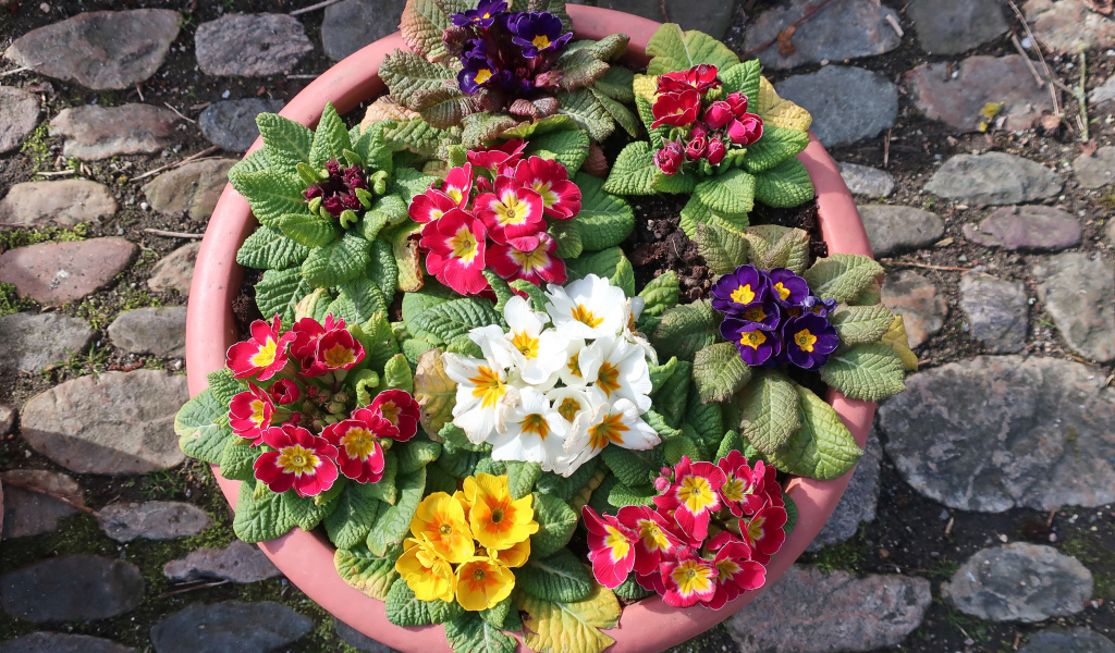 Разноцветные цветы примулы на клумбе