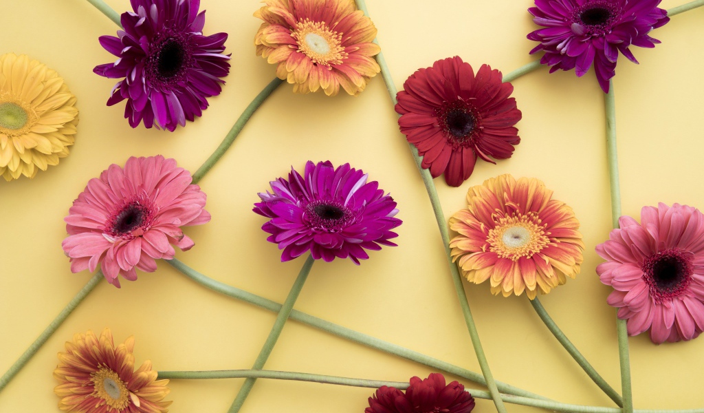 Разноцветные герберы на желтом фоне