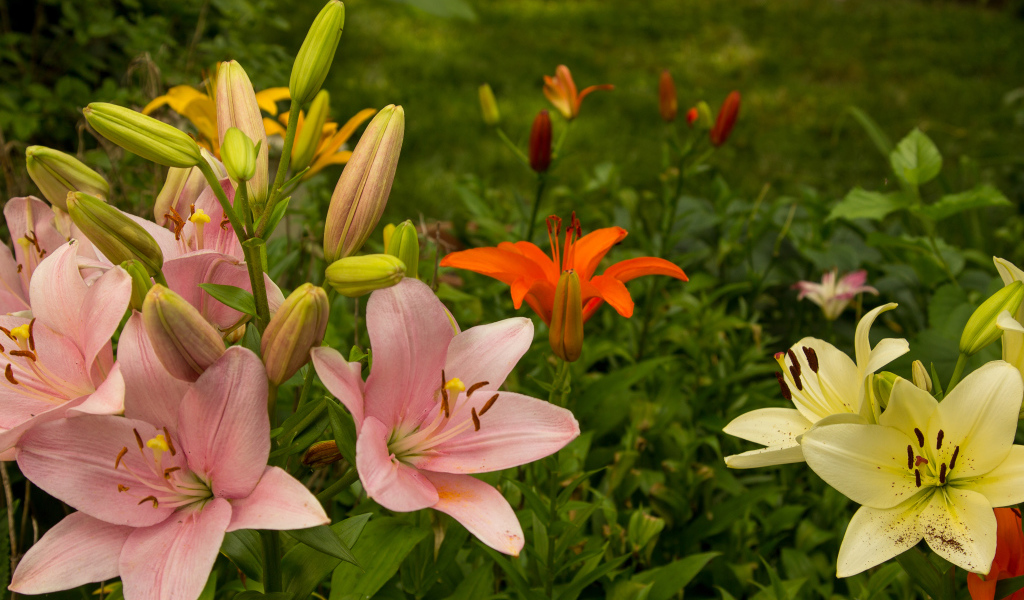 Разноцветные лилии с бутонами на клумбе в саду