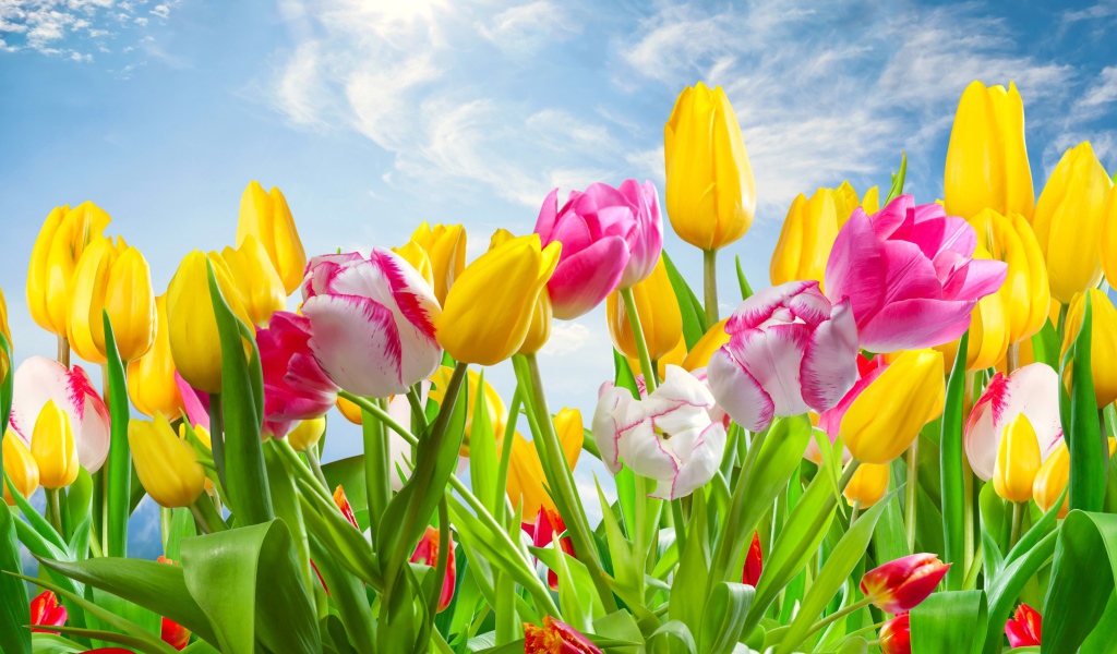 Разноцветные тюльпаны на фоне голубого неба с солнцем