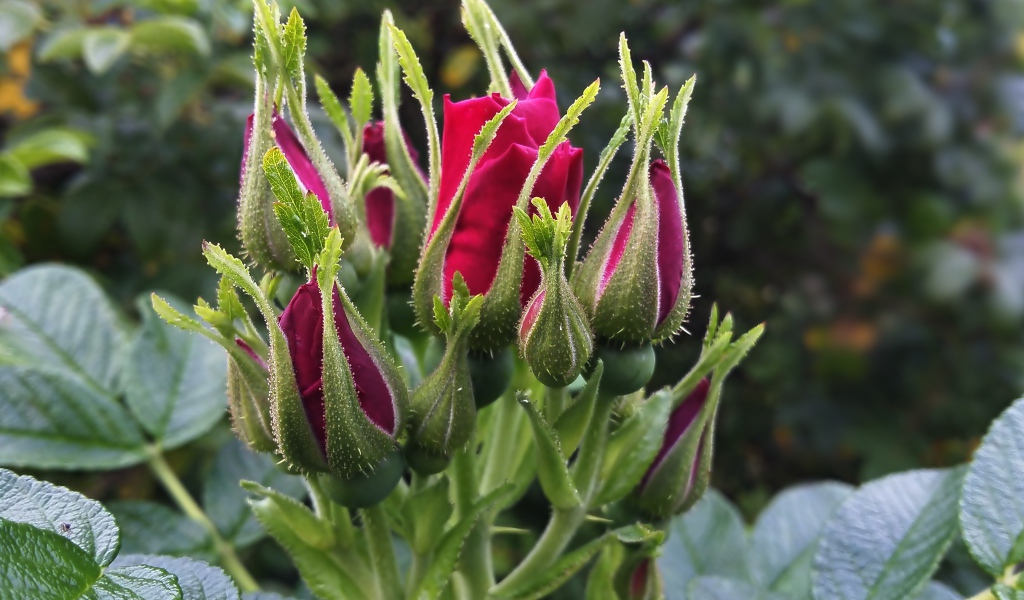 Нераспустившиеся бутоны красной розы вблизи