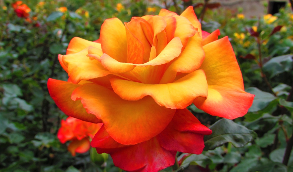 Оранжево - красная роза крупным планом