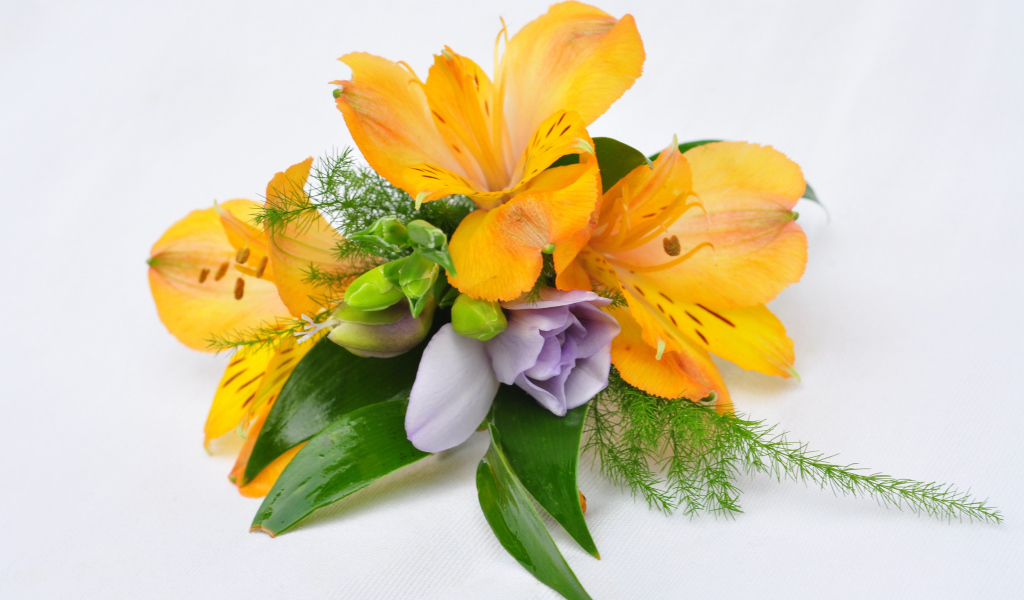 Оранжевые цветы альстромерия на белом фоне