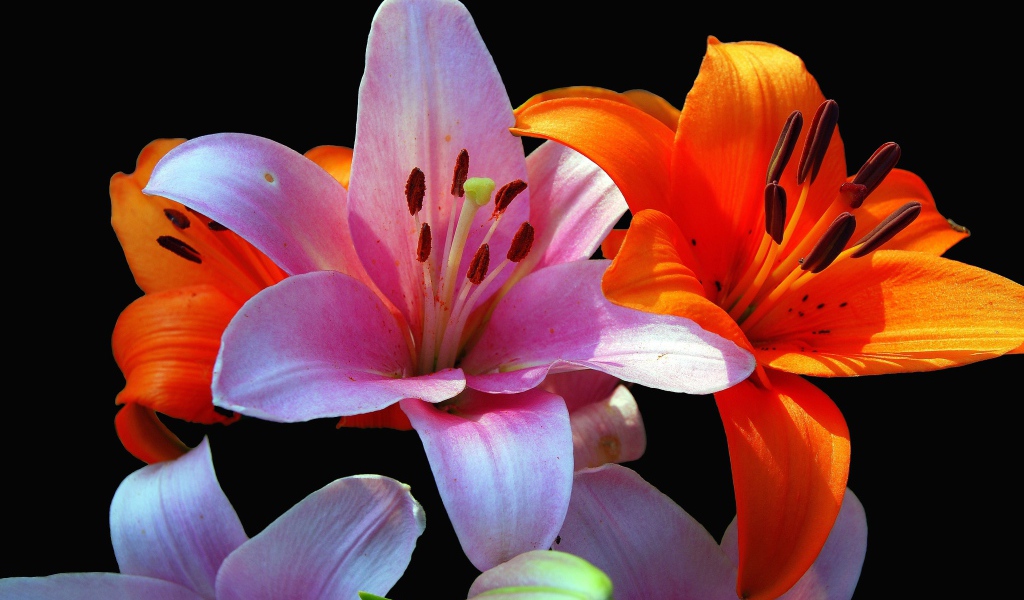 Оранжевые и розовые лилии крупным планом на черном фоне