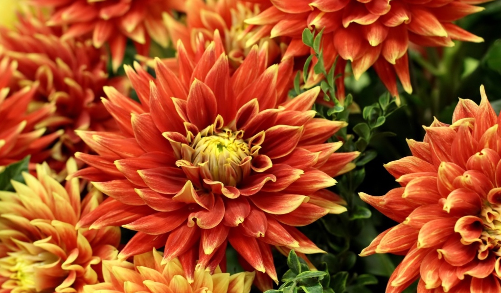 Оранжевые красивые георгины крупным планом 