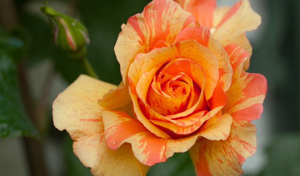 Оранжевая красивая роза с бутоном крупным планом