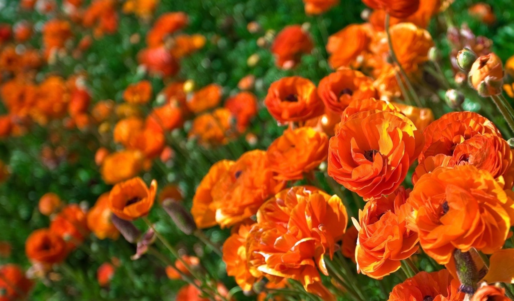 Оранжевые лютики крупным планом