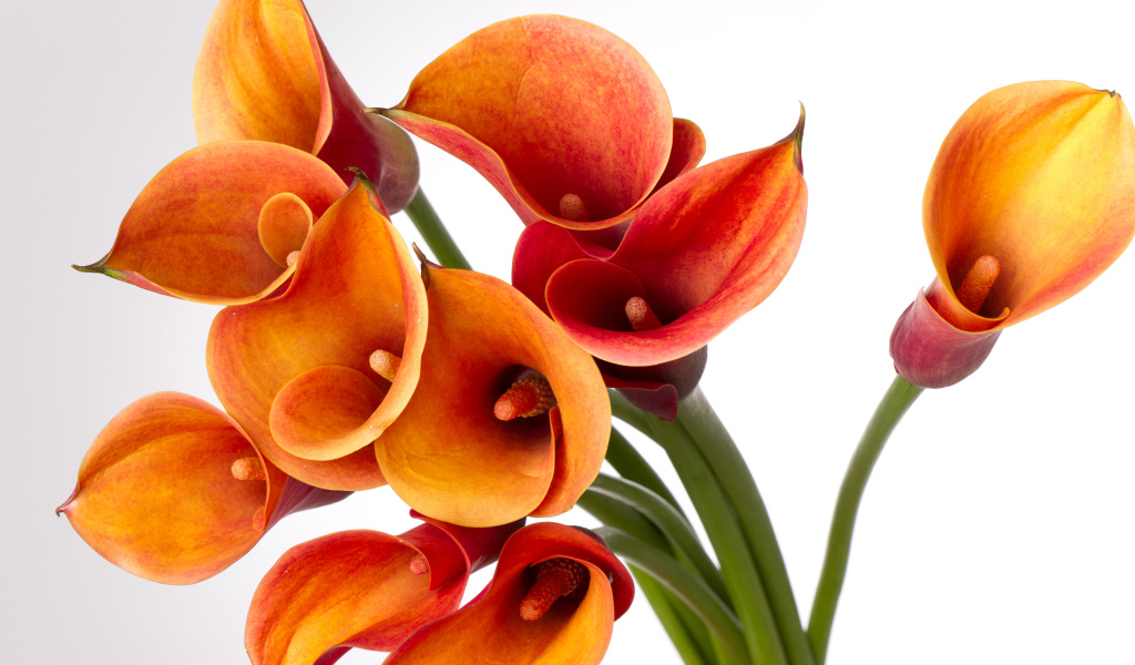 Оранжевые каллы на сером фоне крупным планом