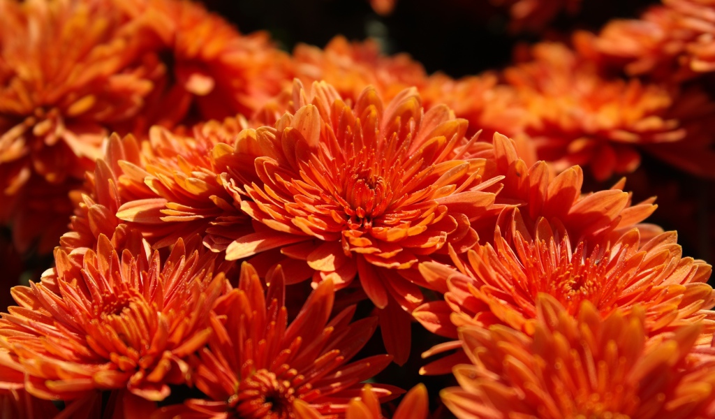 Оранжевые цветы хризантемы крупным планом