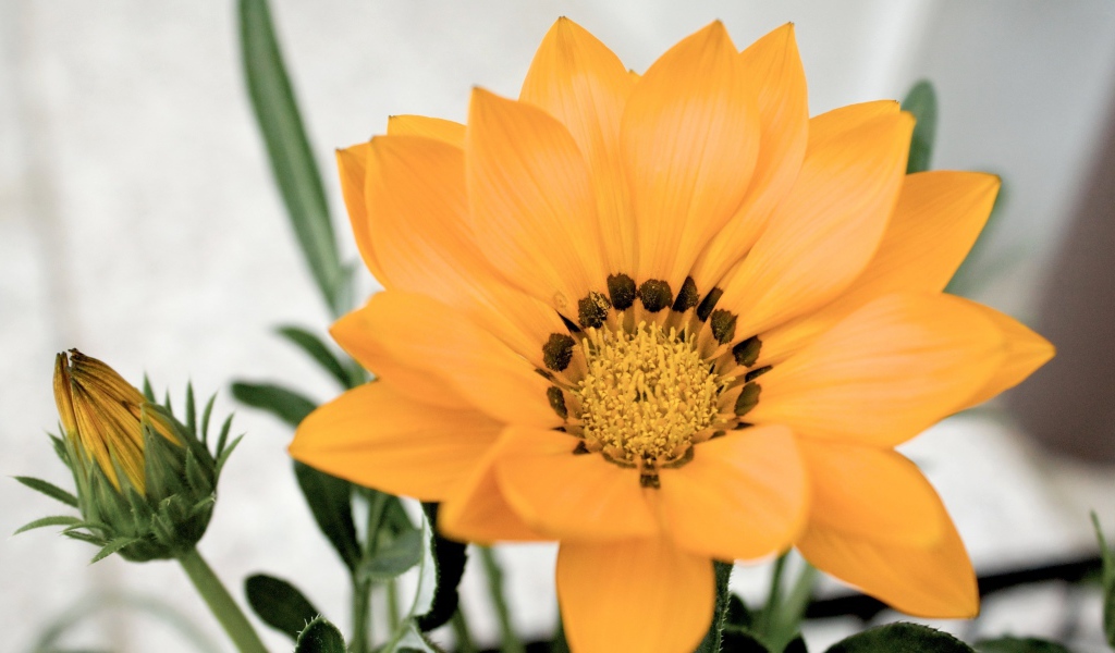 Оранжевый цветок газания с бутоном