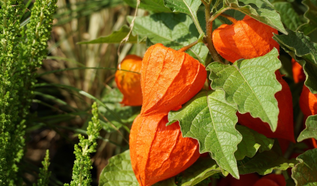 Оранжевые цветы физалиса крупным планом