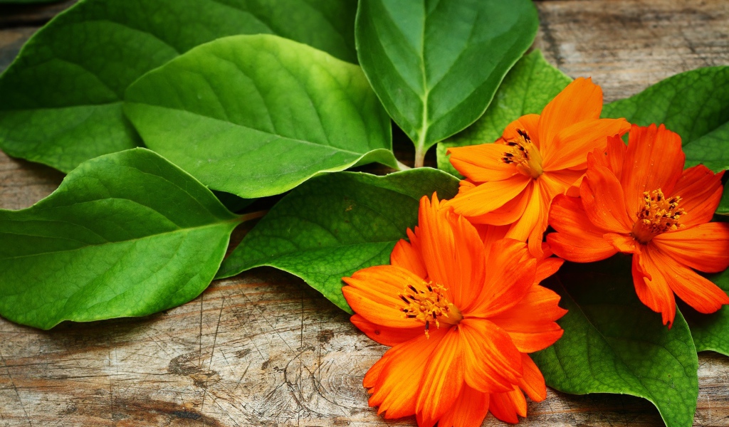 Оранжевые цветы с большими зелеными листьями