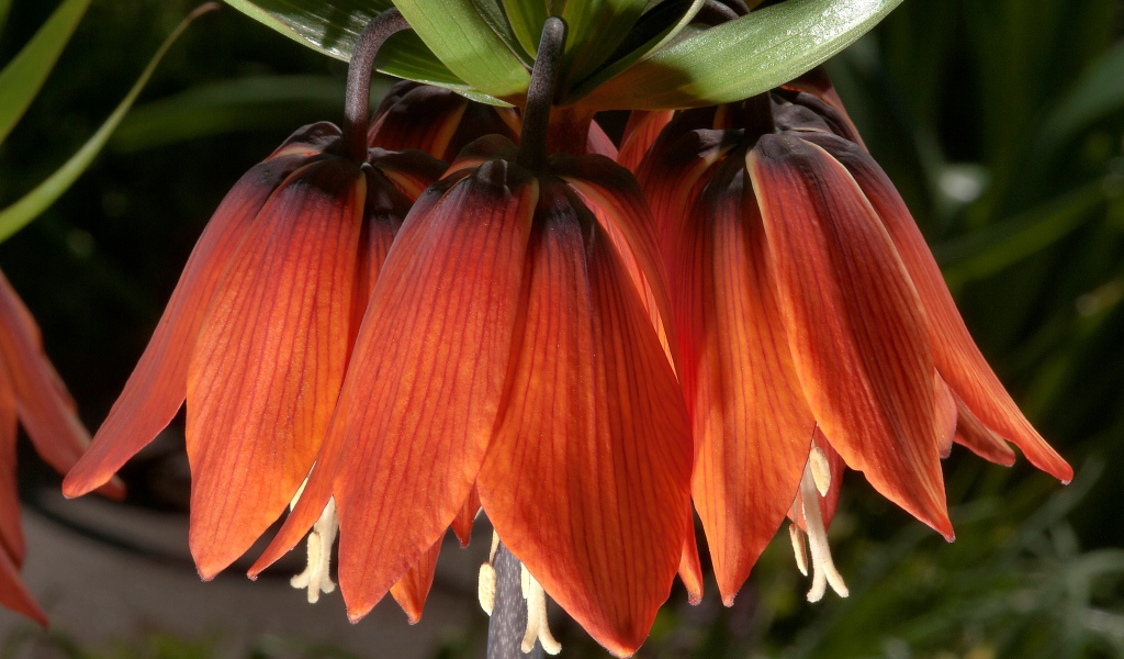 Оранжевые цветы рябчика крупным планом