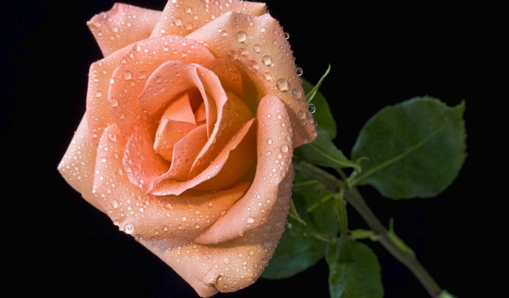 Оранжевый цветок розы в каплях росы на черном фоне