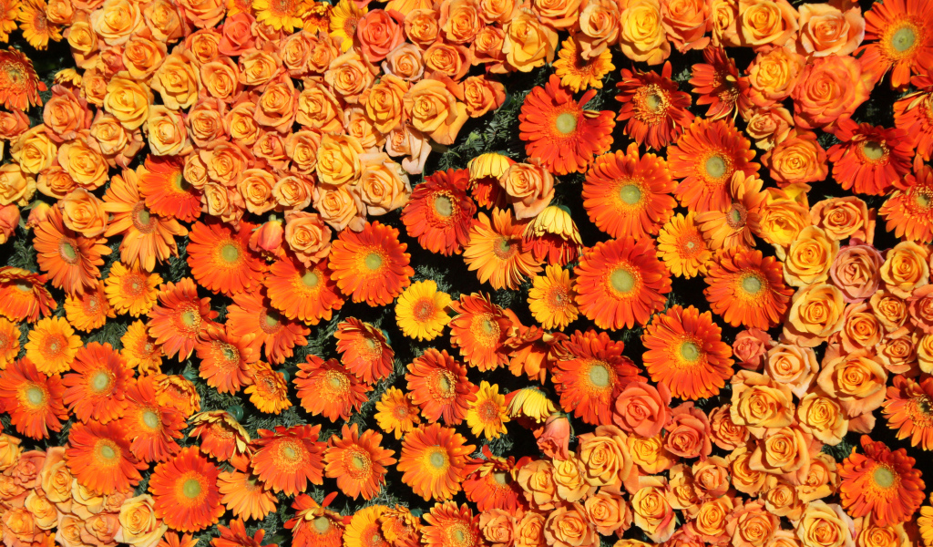 Оранжевые розы и герберы вид сверху
