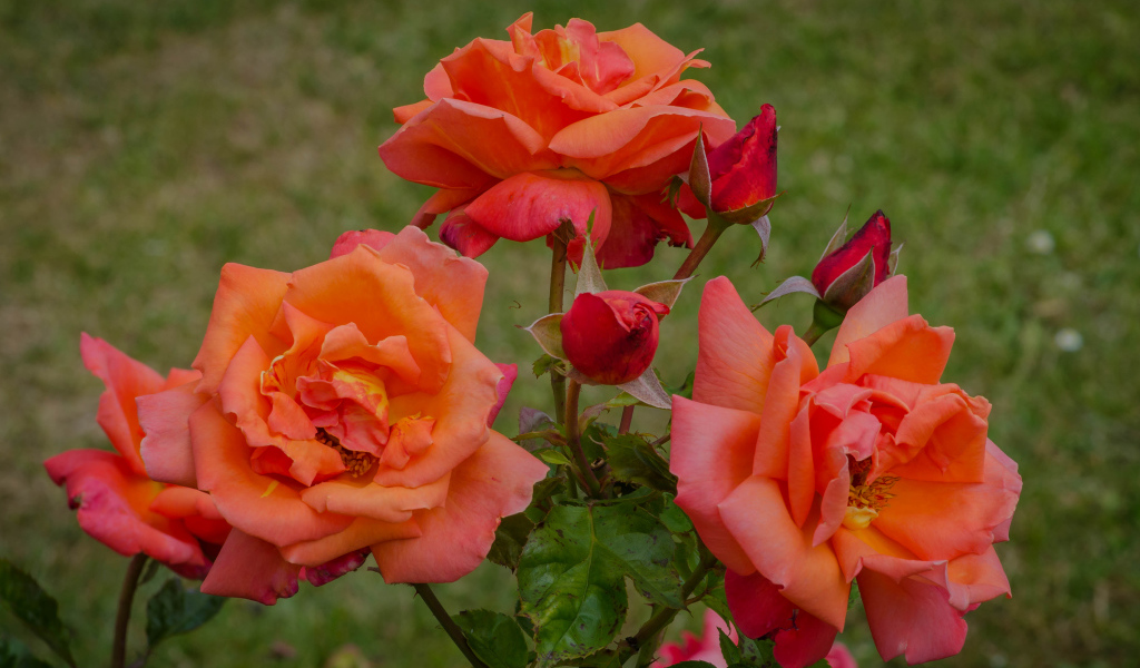 Оранжевые розы с бутонами на клумбе в саду