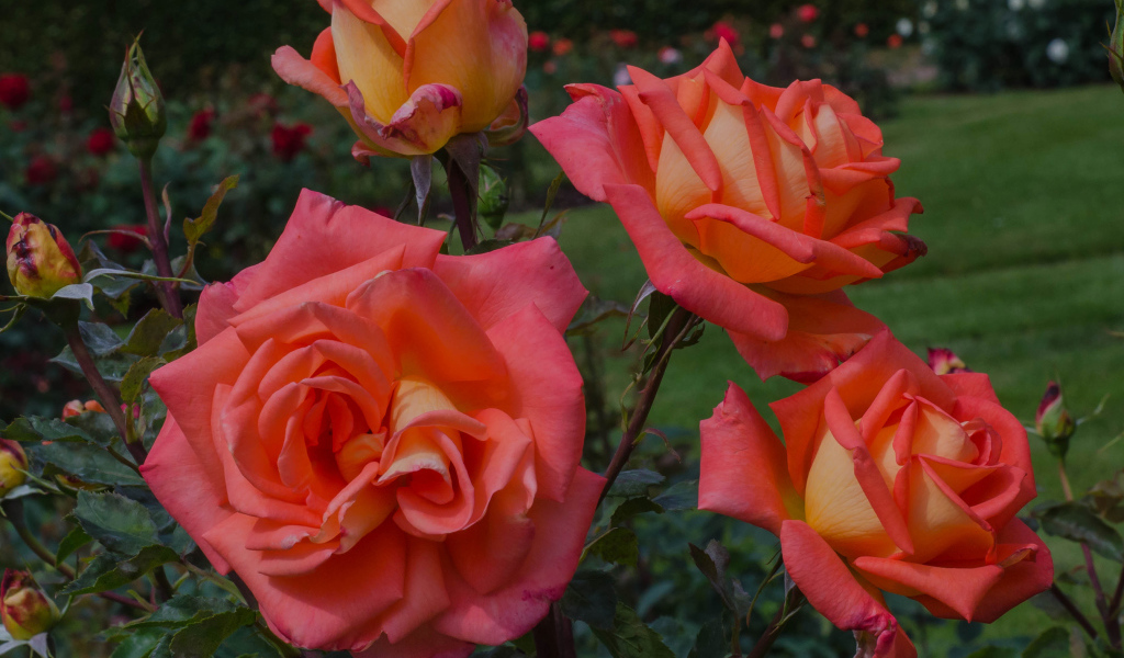 Оранжевые розы с бутонами на клумбе крупным планом