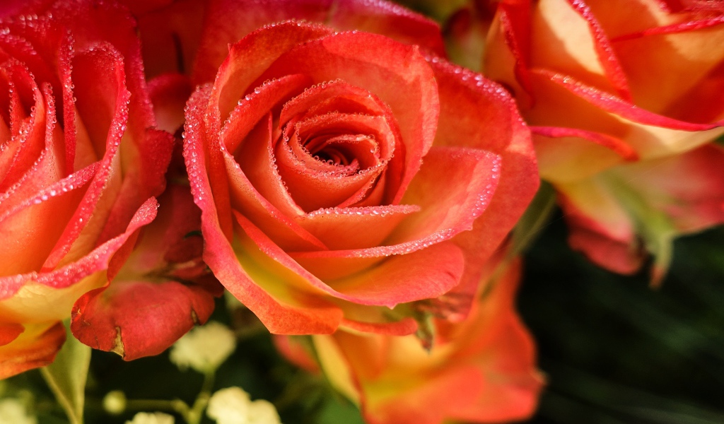 Оранжевые розы с росой на лепестках крупным планом