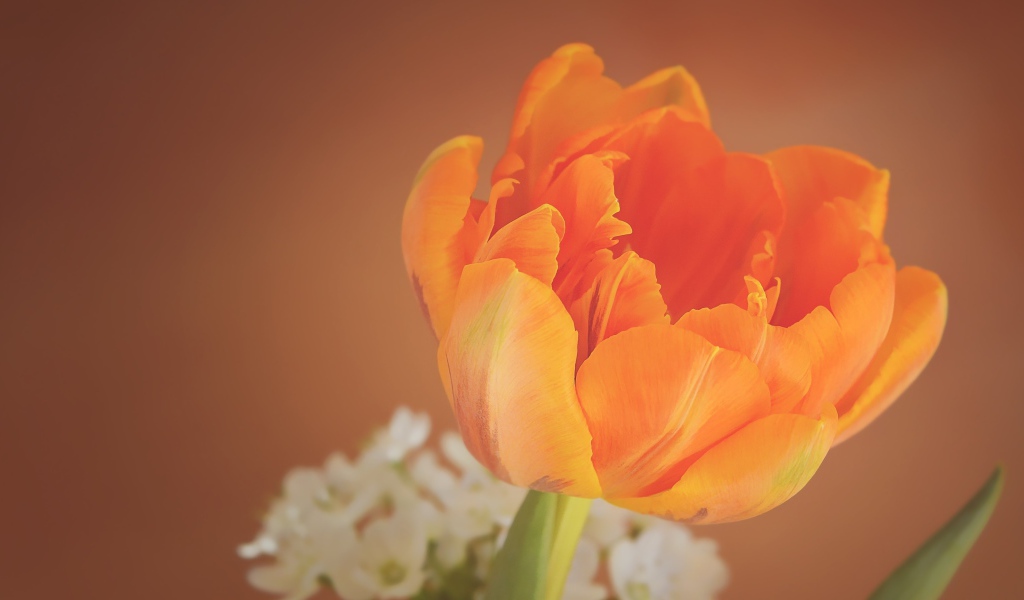 Оранжевый тюльпан крупным планом