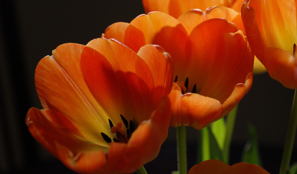 Оранжевые тюльпаны крупным планом