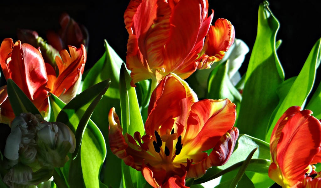 Оранжевые тюльпаны с зелеными листьями на черном фоне