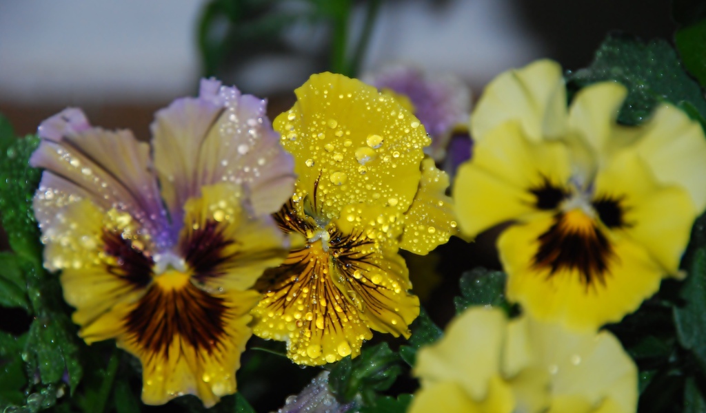 Цветы анютины глазки в каплях росы